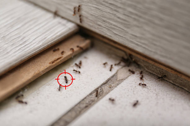 Best Residential Pest Control  in Lone Tree, CO